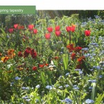 Planting plan service: a tapestry of Spring colour